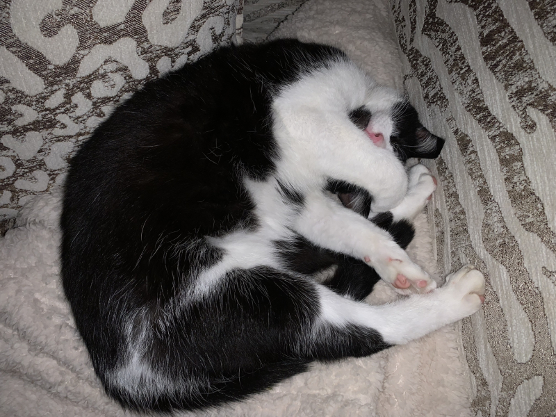 Can we have a cat photo thread ? I’m thinking of getting a cat 