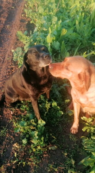 To ask to see your pets? 