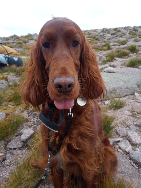 Honest opinions re Red setters