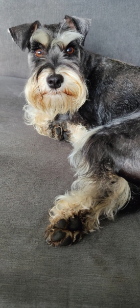 To ask to see your pets? 