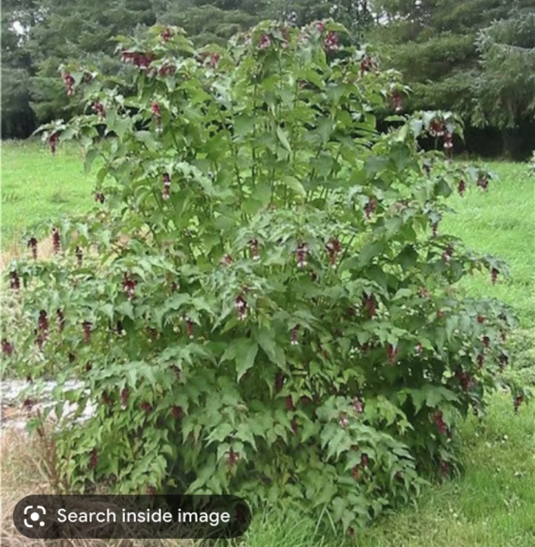 Like a buddleia but not.