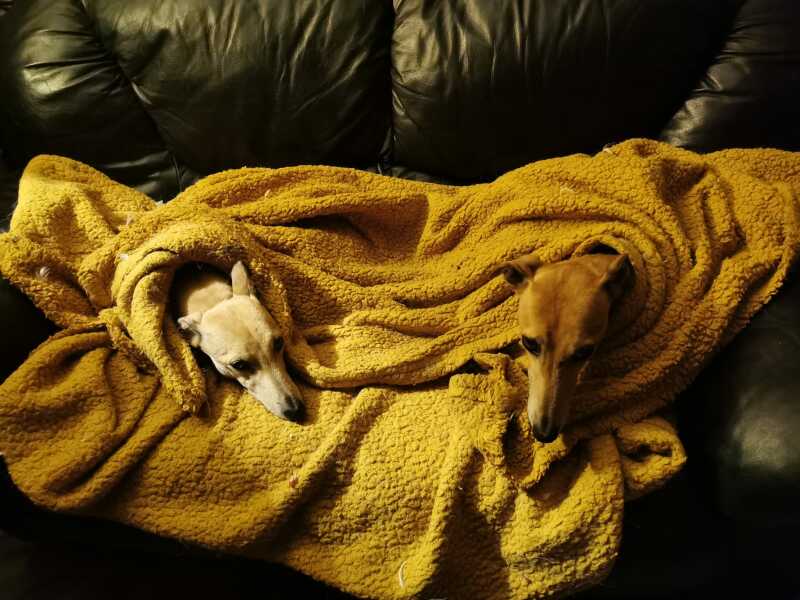 Dog waking VERY early
