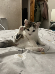Couple of kitten questions