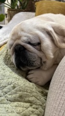 Anyone want to show me a photo of their dog ? 