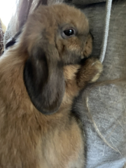 To ask to see your pets? 