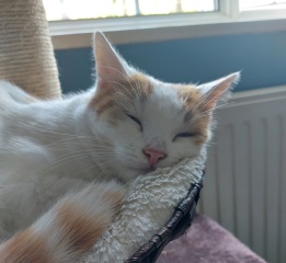 Can we have a cat photo thread ? I’m thinking of getting a cat 