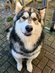 How much does your dog shed? I can't figure out how mine isn't bald by now.