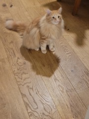 Fat cat pinching ndn food