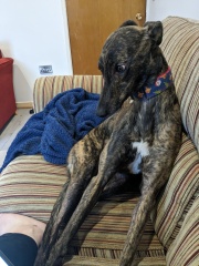 Anyone want to show me a photo of their dog ? 