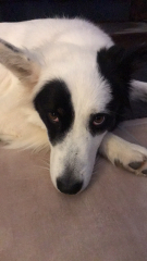 Anyone want to show me a photo of their dog ? 
