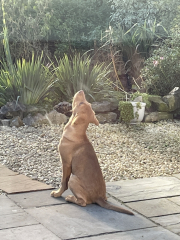 Puppy Survival Thread - as we approach Fireworks night for the first time…