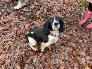 Anyone want to show me a photo of their dog ? 