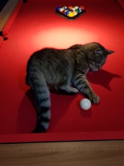 Hundreds of cats, thousands of cats, millions and billions and trillions of cats