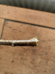 My winterberry stick from Xmas has grown leaves,does that mean it has roots?