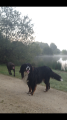 Newfoundland, St Bernard or Leonberger? 