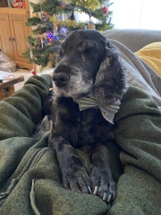 Are show cocker spaniels nice natured?