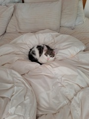 A slight update regarding Peppa the kitten