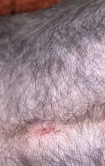 Cat neutered...and ill, possible infection, vet not helping much?