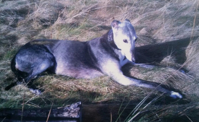 I have an appointment to view a greyhound today at the animal sanctuary. Wish me luck.