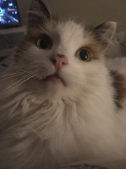 Can we have a cat photo thread ? I’m thinking of getting a cat 