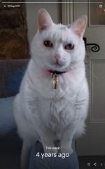To ask to see your pets? 