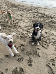 Anyone want to show me a photo of their dog ? 