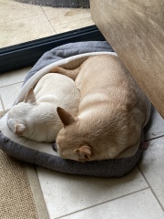 Anyone want to show me a photo of their dog ? 
