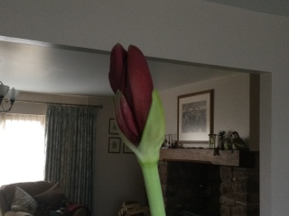 Who'd like an Amaryllis (Hippeastrum) thread?