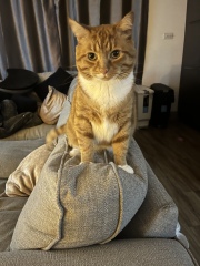 Can we have a cat photo thread ? I’m thinking of getting a cat 