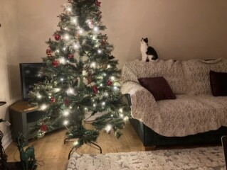 I appear to have cats
