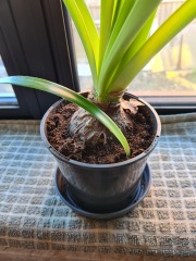 Who'd like an Amaryllis (Hippeastrum) thread?