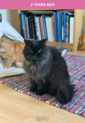 Can we have a cat photo thread ? I’m thinking of getting a cat 