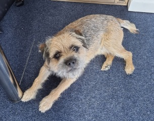 Anyone want to show me a photo of their dog ? 