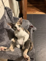 Can we have a cat photo thread ? I’m thinking of getting a cat 