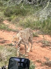 Safari with toddler and baby