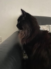 Can we have a cat photo thread ? I’m thinking of getting a cat 