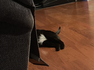 Can we have a cat photo thread ? I’m thinking of getting a cat 