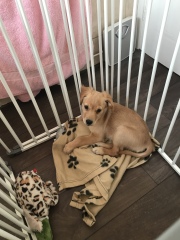 To ask to see your pets? 