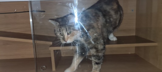 Can we have a cat photo thread ? I’m thinking of getting a cat 