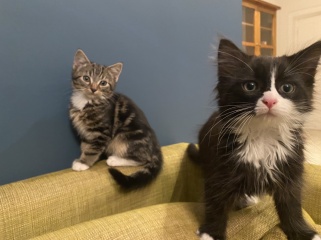 At what age do kittens start to calm down