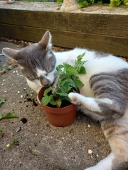 Can we have a cat photo thread ? I’m thinking of getting a cat 