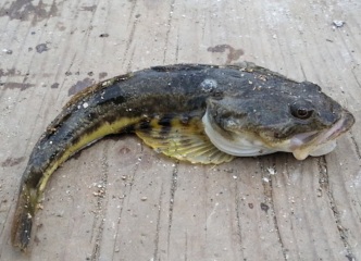 There is no God cont...