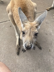 Frugal the flip to make the festivities fun