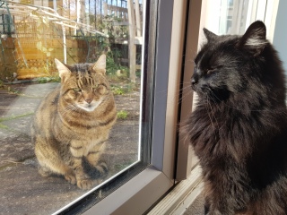 Thug cat part 4.  After all, it's not my Axminster.