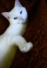 Can I lease just share this handsome boy? (Pure white with one green eye one blue!)