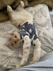 Can we have a cat photo thread ? I’m thinking of getting a cat 