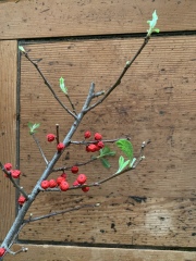 My winterberry stick from Xmas has grown leaves,does that mean it has roots?