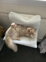 Can we have a cat photo thread ? I’m thinking of getting a cat 