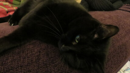 Can we have a cat photo thread ? I’m thinking of getting a cat 