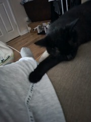 Hundreds of cats, thousands of cats, millions and billions and trillions of cats